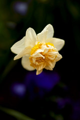 filled blossom a white yellow daffodil