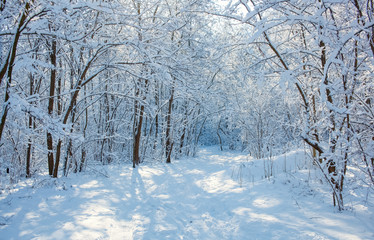 A beautiful snow-covered landscape of spruce forest in winter. Winter weather, frost.