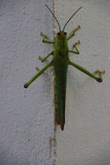 saltamontes verde