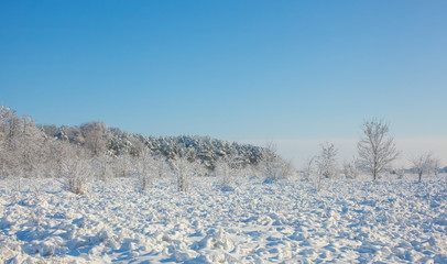 A beautiful snow-covered landscape of spruce forest in winter. Winter weather, frost.