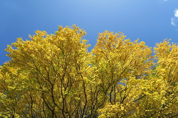 Naklejka premium 日本国北海道の秋の紅葉