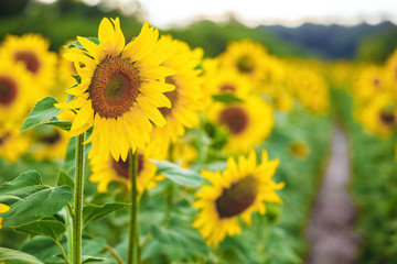 A picturesque field of a blossoming sunflower at sunset. Grain harvest in summer.