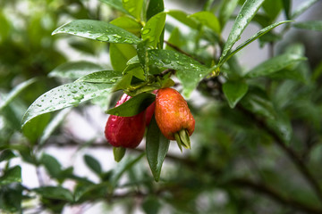 Cherry of the Rio Grande