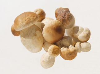 very tasty edible mushrooms cepe close up