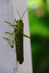 saltamontes verde
