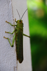 saltamontes verde