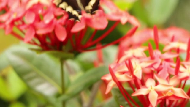 Thoas swallowtail feeding on West Indian Jasmine