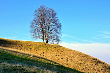Lonely tree in mountain. Composition of autumn nature.
