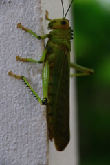 saltamontes verde