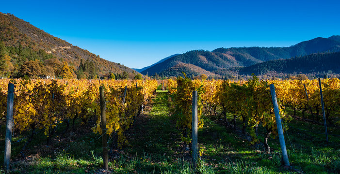 A southern Oregon vineyard in autumn
