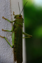 saltamontes verde