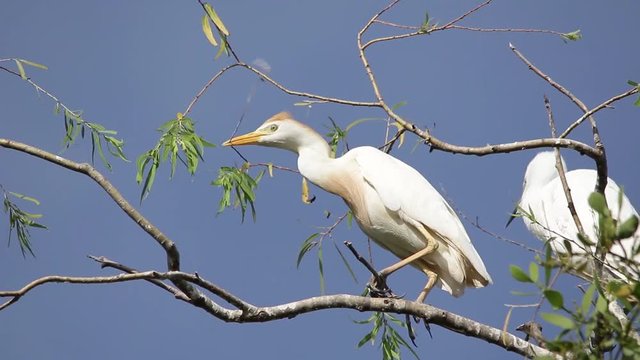 Bubulcus ibis, Cattle egret colony, with fledgling
