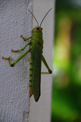 saltamontes verde