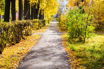 trees and bushes along the road autumn day