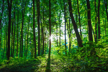Fototapeta na wymiar Forest trees. nature green wood sunlight backgrounds.Forest trees. nature green wood sunlight backgrounds..