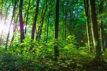 Fototapeta na wymiar Forest trees. nature green wood sunlight backgrounds.Forest trees. nature green wood sunlight backgrounds..