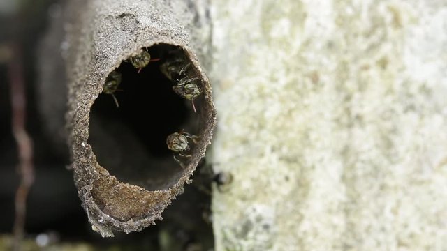 Melipona, native stingless bees of Mexico