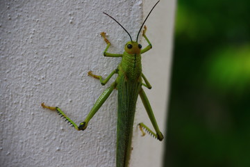 saltamontes verde