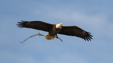 Obraz premium American Bald Eagle flying with stick against blue sky.
