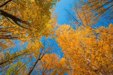Colorful autumn treetops in fall forest with blue sky
