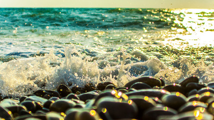fish in the sea