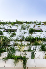 Fototapeta na wymiar Window surrounded with root zone waste water treatment plant for green vertical living wall, exterior facade