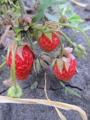 wild strawberry on a branch