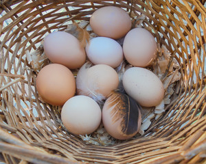 nine farm eggs of different colors and chicken feathers in a wicker basket, top view