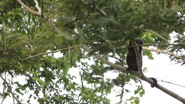 Mexican howler monkey (Alouatta palliata mexicana)