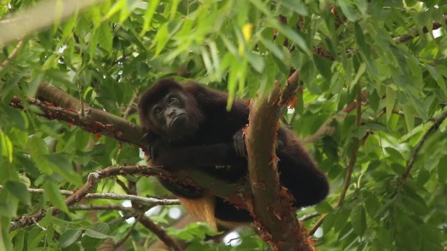 Mexican howler monkey (Alouatta palliata mexicana)