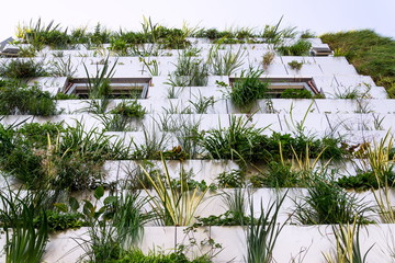 Window surrounded with root zone waste water treatment plant for green vertical living wall,...