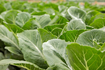 Vegetable garden in the open air.