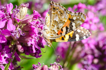 butterfly on flower