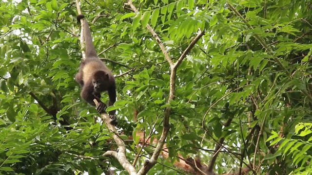 Mexican howler monkey (Alouatta palliata mexicana)