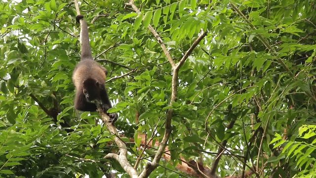 Mexican howler monkey (Alouatta palliata mexicana)