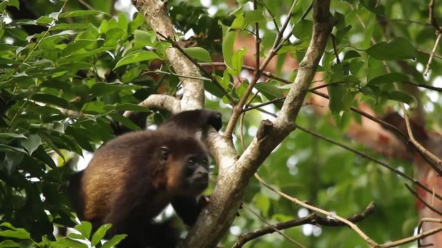 Mexican howler monkey (Alouatta palliata mexicana)