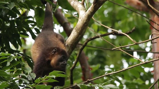 Mexican howler monkey (Alouatta palliata mexicana)