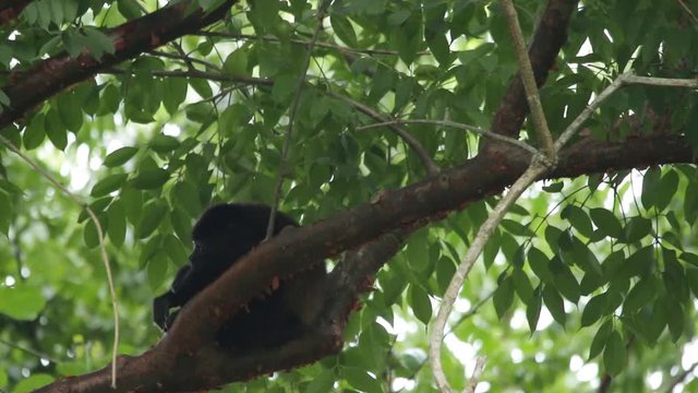 Mexican howler monkey (Alouatta palliata mexicana)