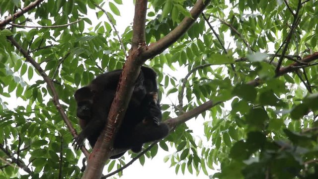 Mexican howler monkey (Alouatta palliata mexicana)