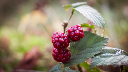 Blackberry berries growing on a branch