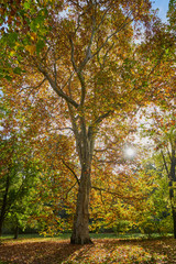 Fototapeta na wymiar Herbstliches Panorama mit heller Sonne, die durch die Bäume scheint in Berlin im Treptower Park und Alt Stralau