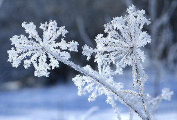 Shrubs covered with Frost in Winter 