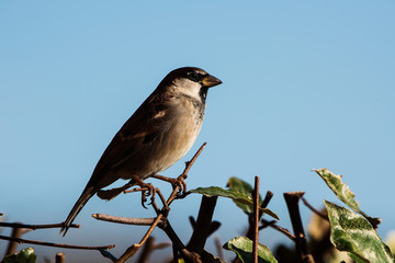 Male of House Sparrow or Sparrow. His Latin name is Passer domesticus.