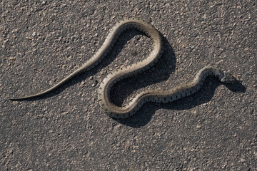 Fototapeta na wymiar Couleuvre à collier traversant une route de campagne dans le parc naturel régional du Vexin / Natrix Natrix.Grass snake crossing a country road in the Vexin Regional Nature Park