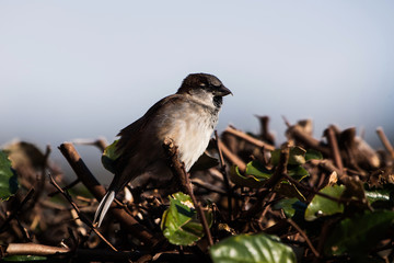 Male of House Sparrow or Sparrow. His Latin name is Passer domesticus.