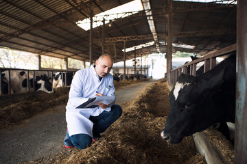 Veterinarian doctor checking health status of cattle at cows farm. Diary farm health control.