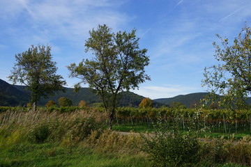 Sonnige Landschaft in dern Weinbergen der S&uuml;dlichen Weinstrasse