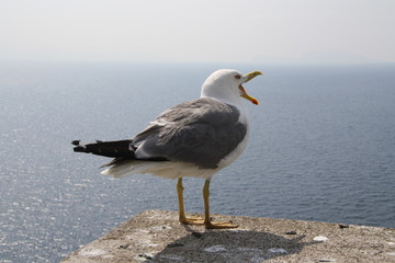 Seagull Screaming with Sea in the Background