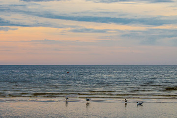 summer evening seascape with seagulls. Baltic Sea, Jurmala Beach, Latvia.