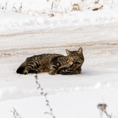 A cute striped grey cat is laying in the middle of the snowy rural road and cleaning his foot on a very early spring day